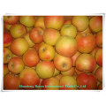 2015 New Fresh Royal Gala Apple